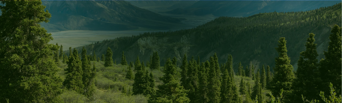 one tree planted